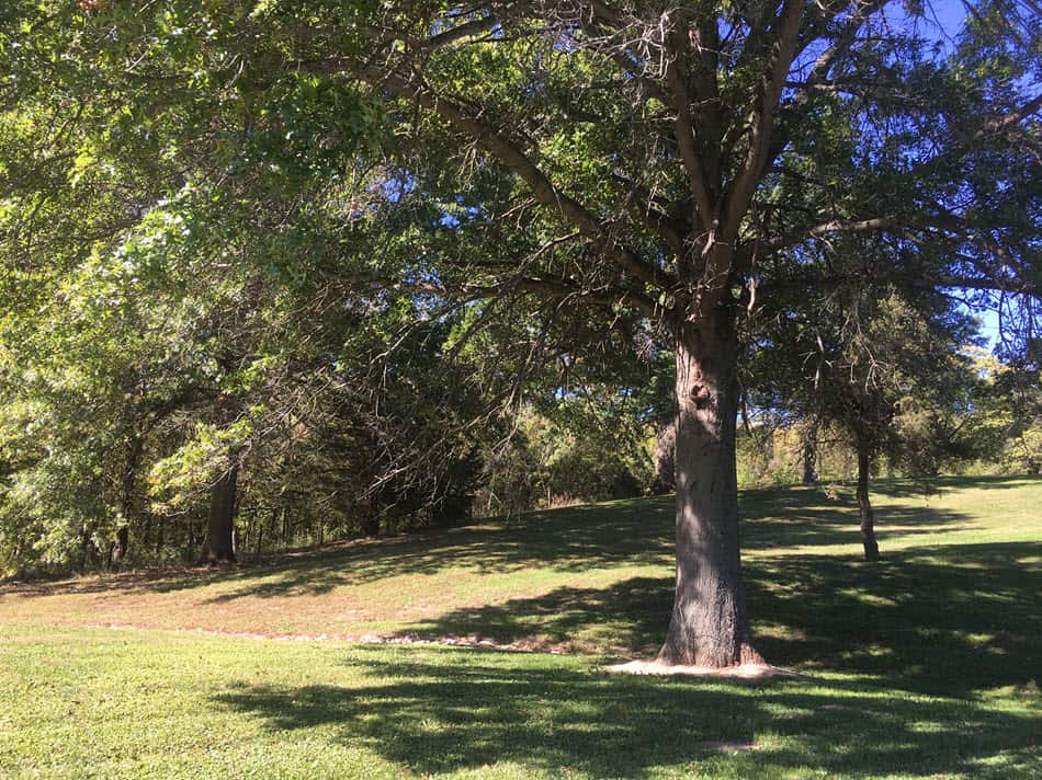 When should oak trees be pruned?  The answer is very important to prevent a fatal disease.