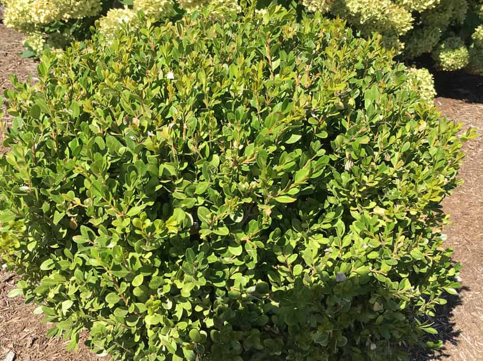 tips-on-pruning-boxwood-newgen-boxwood