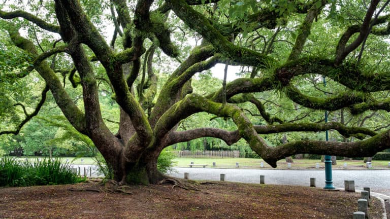 can-you-trim-trees-in-the-summer