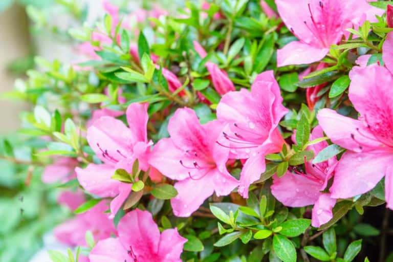 Azaleas in a garden in bloom