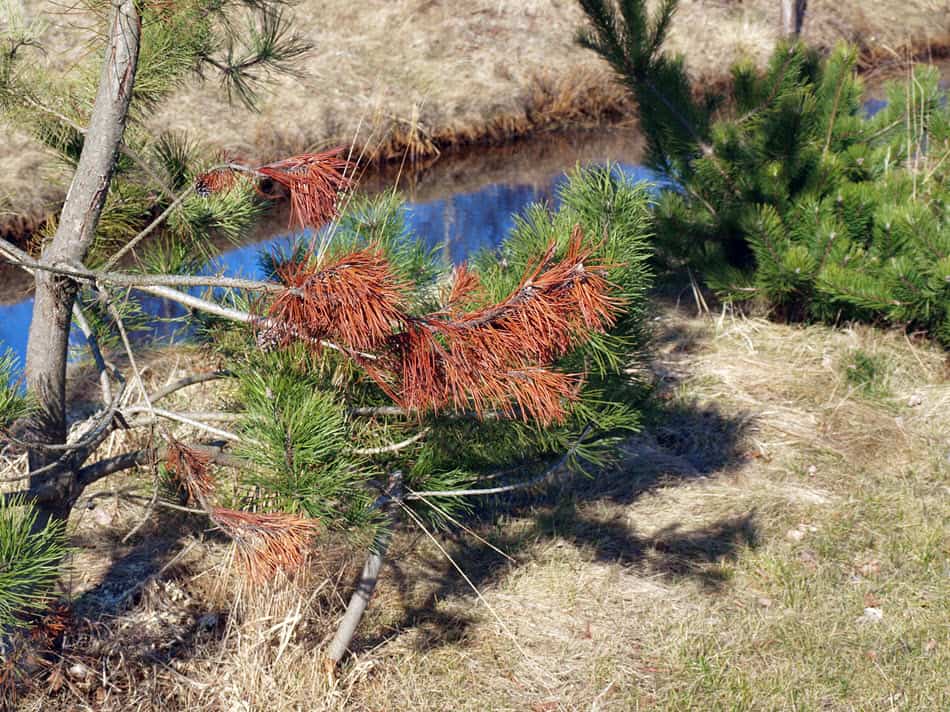 Dead pine tree branch should be pruned.