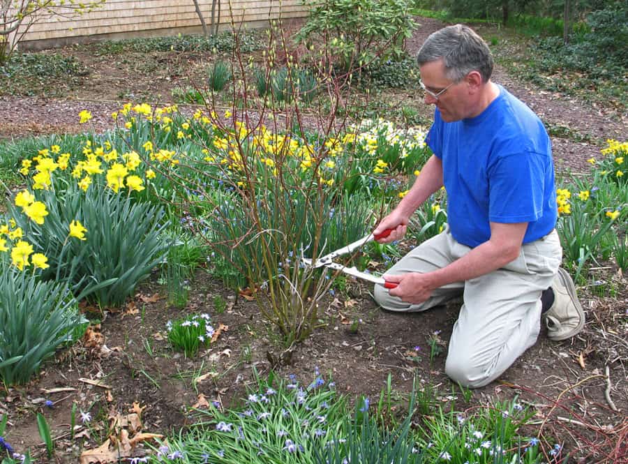 Man hard pruning his red twig dogwood shrub