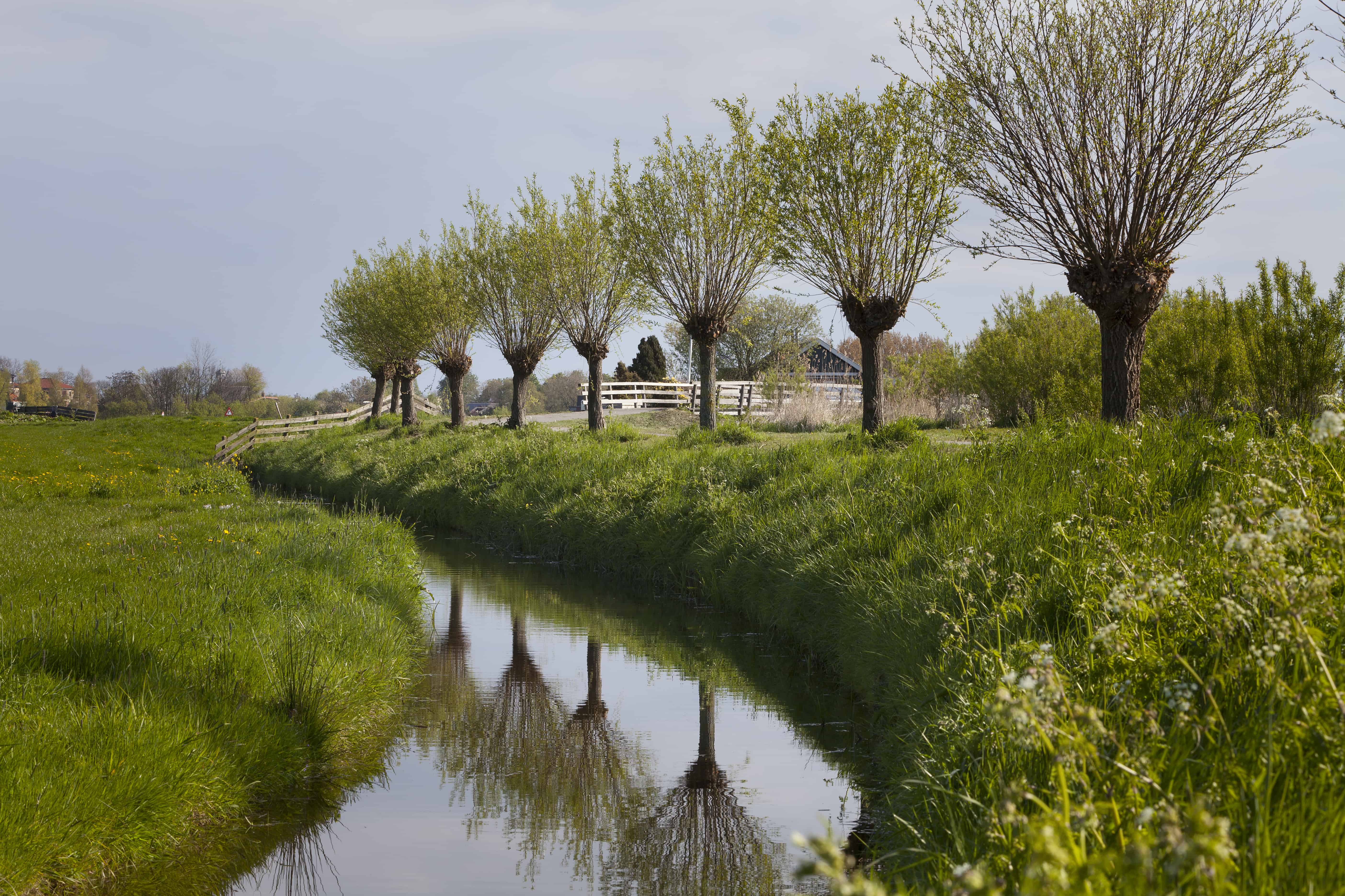 Pollarded willow trees in Holland – Pruning Cuts