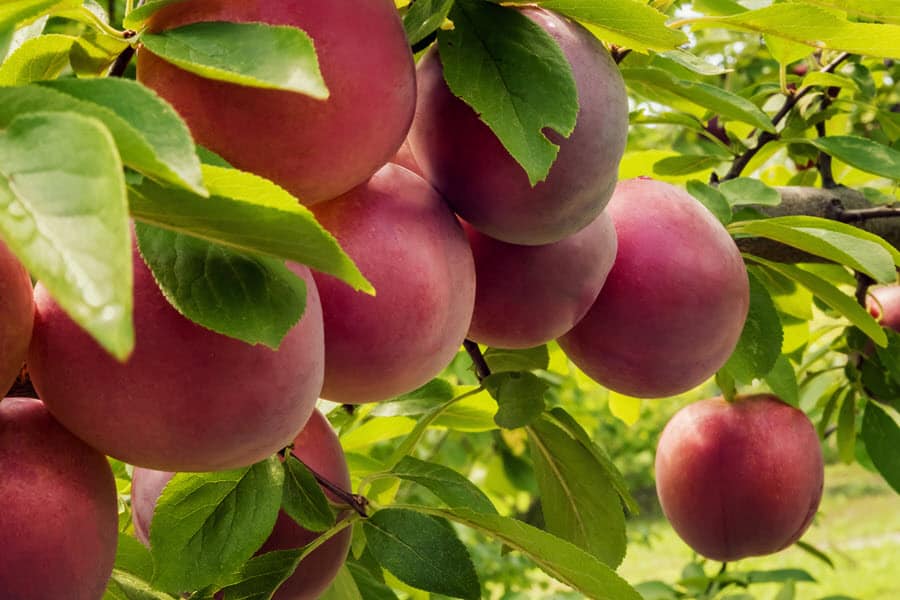 How pruning produces more fruit - example with peaches