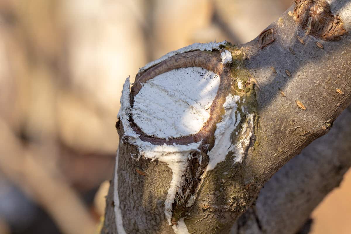 what-do-you-put-on-a-tree-after-cutting-off-the-limb-featured-pruning